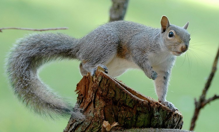 red squirrel vs grey squirrel